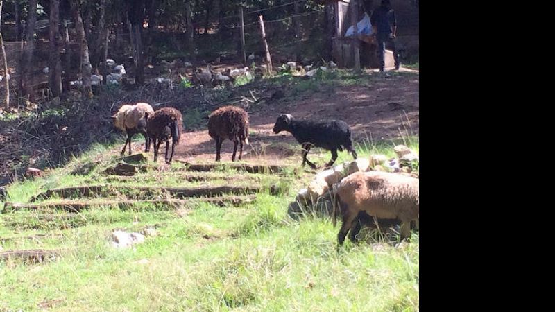 Una vía para la autosustentabilidad, en San Cristobal de las Casas