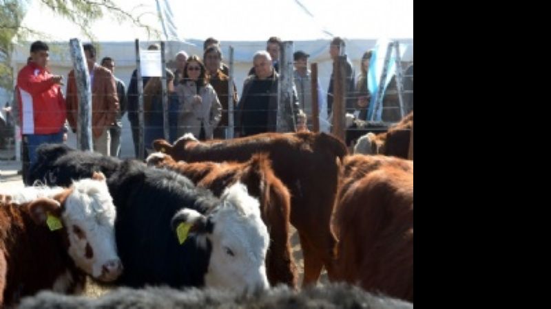 Los toros se siguen reproduciendo