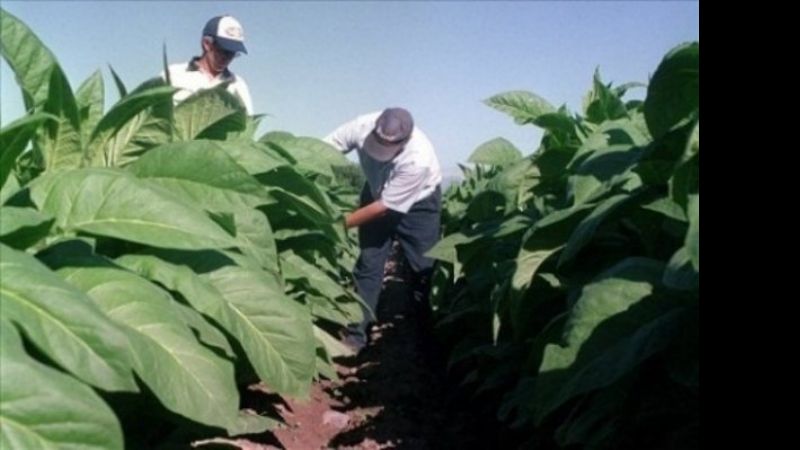 Catamarca y las provincias tabacaleras buscan darle competitividad al sector