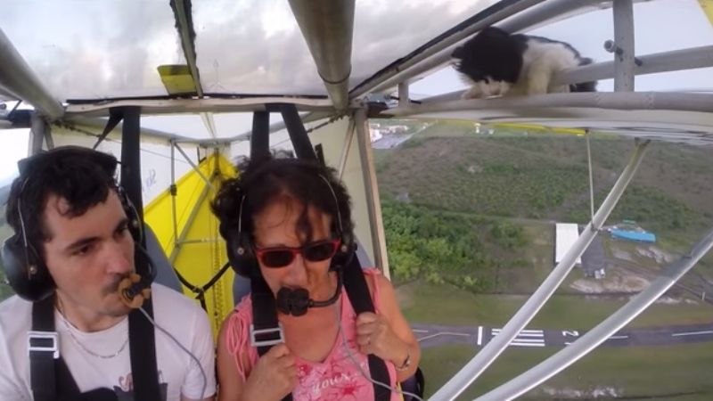 Video del increíble vuelo de un gato en un pequeño avión