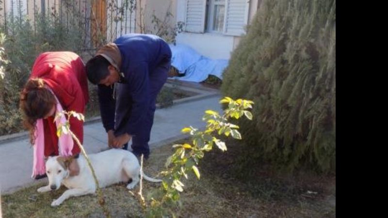 Se intensifica vacunación antirrábica