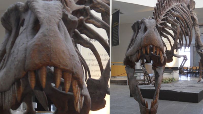 El dinosaurio más grande estará a la vista de todos