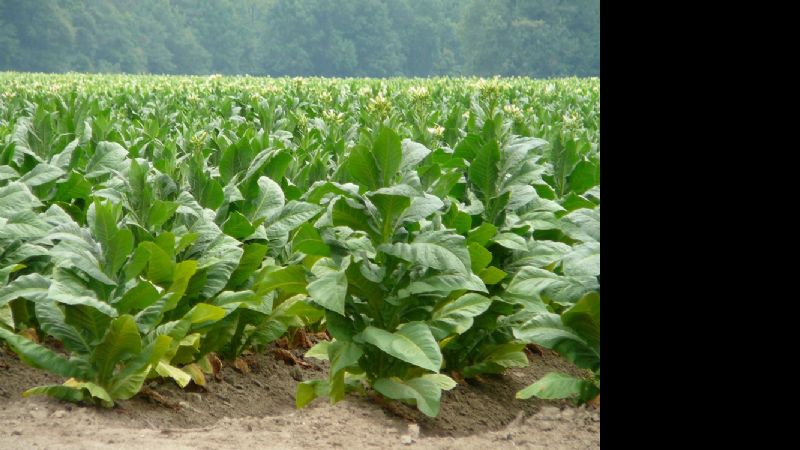 Alerta de productores tabacaleros por un nuevo impuesto