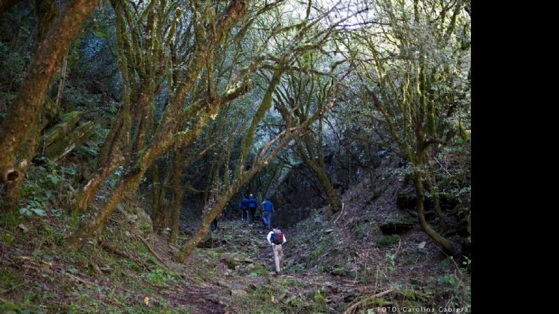 70 personas caminaron al Bosque de Arrayanes en Capayán