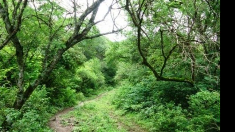 Se redujo un 60% la deforestación de bosques nativos