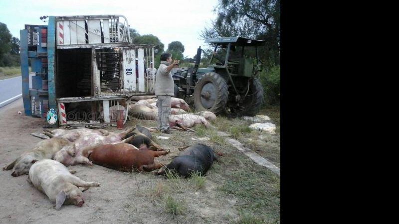 Tras el vuelco de un camión, murieron 30 animales