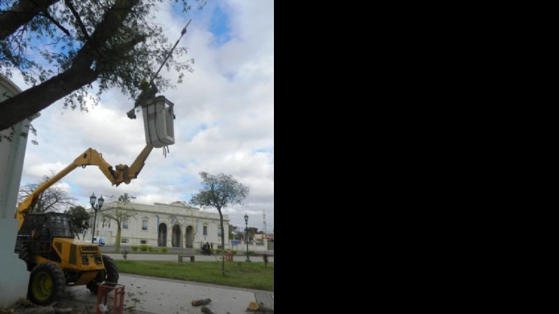 Poda, extracción y más forestación