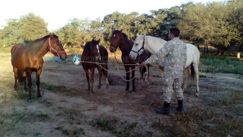 Secuestran animales sueltos en el sur de la Capital