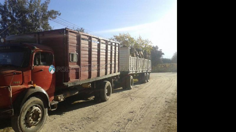 Secuestran más de 30 mil kilos de leña en Pomán