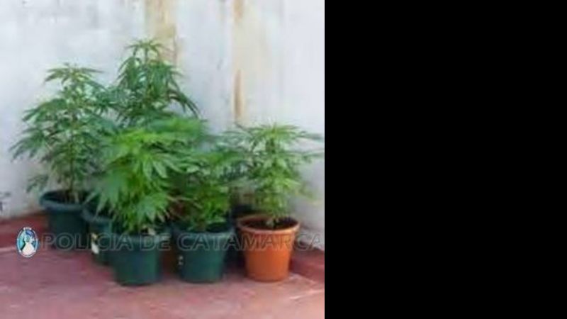 Secuestran plantas de marihuana