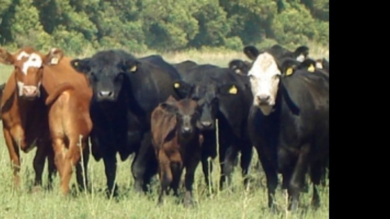 Dan la razón a Argentina en caso contra EEUU por bloqueo a carne