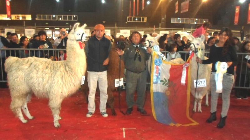 Un año más, Catamarca fue premiada por la genética de sus llamas