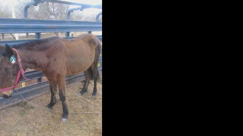 Secuestran un caballo