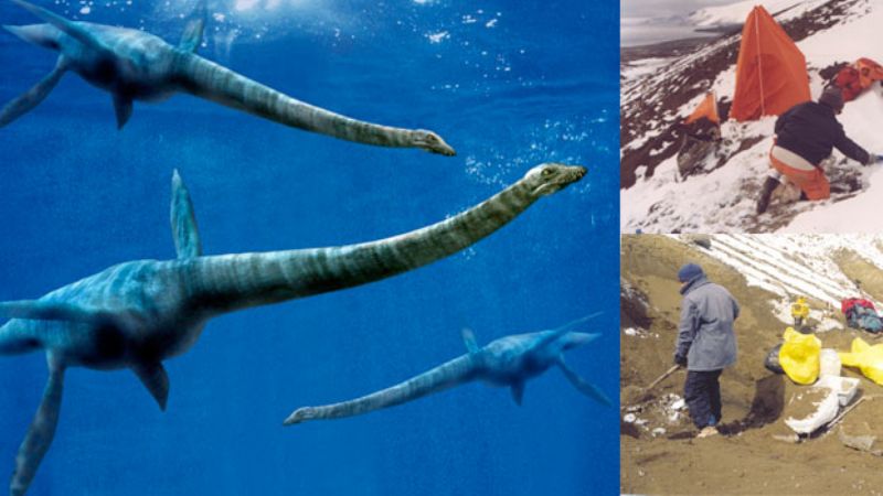 Hallan una nueva especie de plesiosaurio en la Antártida