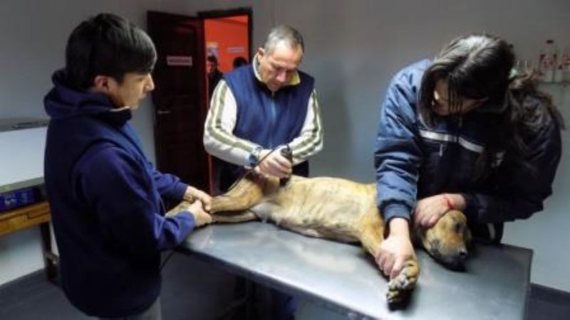 Primeras castraciones en el nuevo Centro de Salud Animal