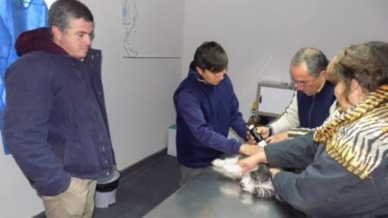 Primeras castraciones en el nuevo Centro de Salud Animal