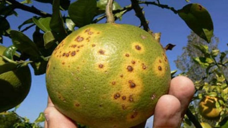 Alerta en todo el norte por el HLB