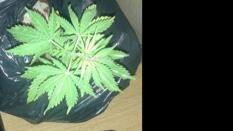 Secuestran plantines de marihuana en Santa María