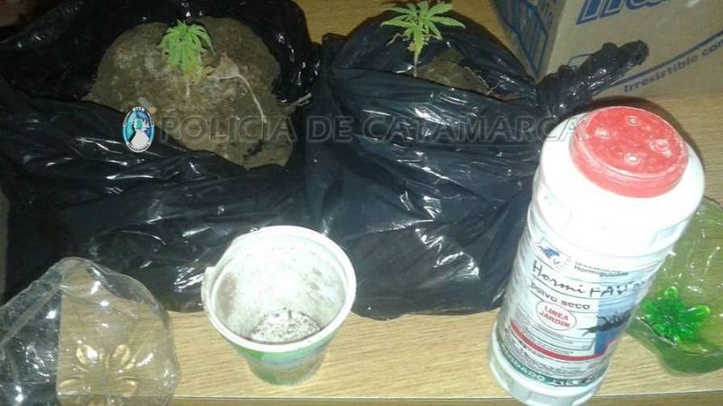 Secuestran plantines de marihuana en Santa María