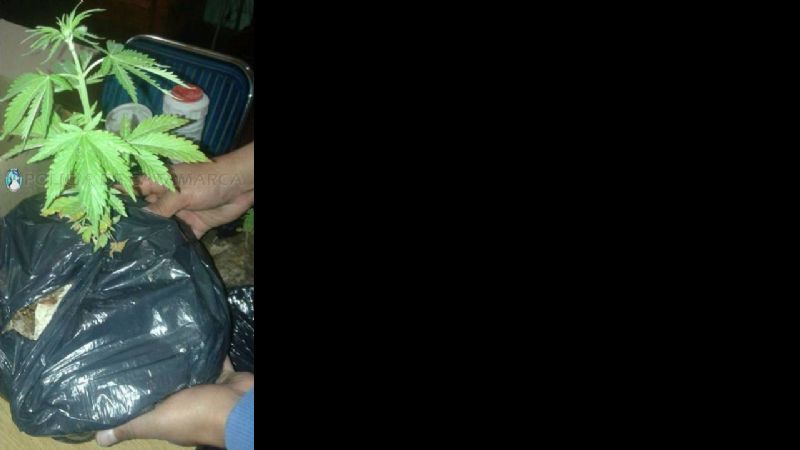Secuestran plantines de marihuana en Santa María