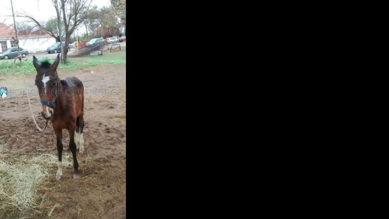 Secuestran un potrillo en Valle Viejo