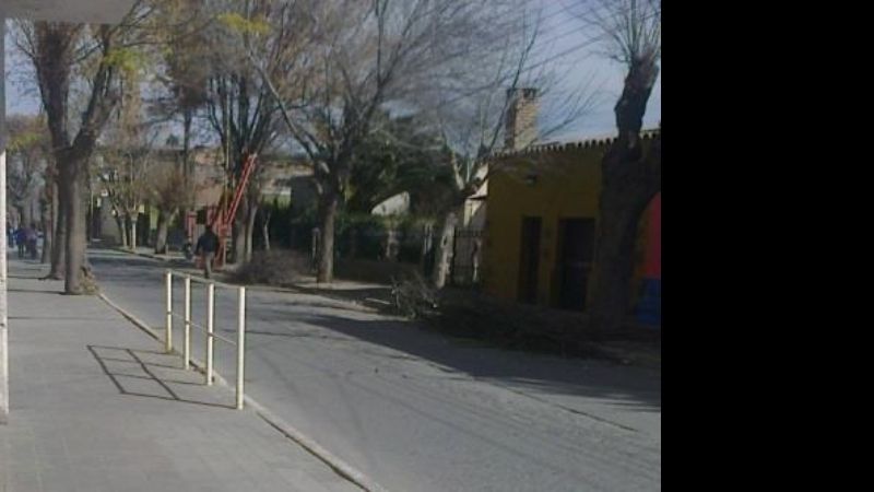 Completan la poda en el arbolado urbano