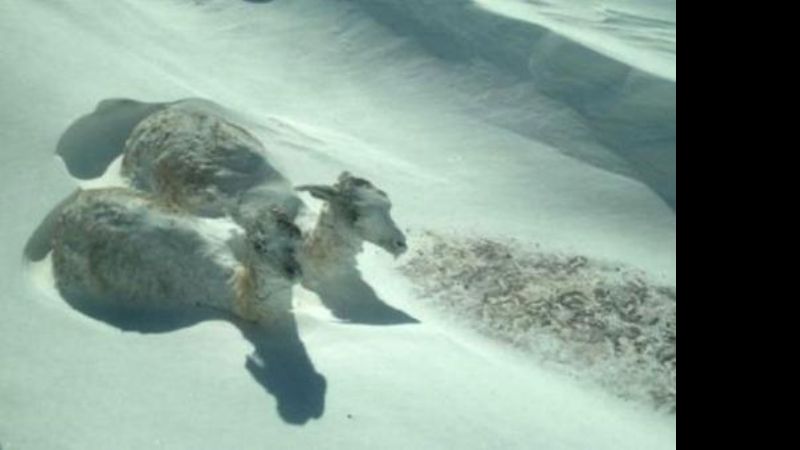 Encontraron a dos guanacos congelados, de pie, en San Juan