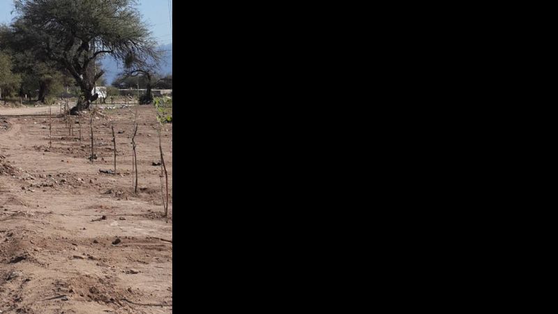 Reforestación de la margen del Río del Valle