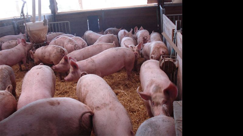 Sostenido crecimiento de la producción porcina en el NEA-NOA