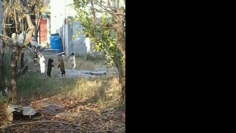 Marcha de silencio por los perros