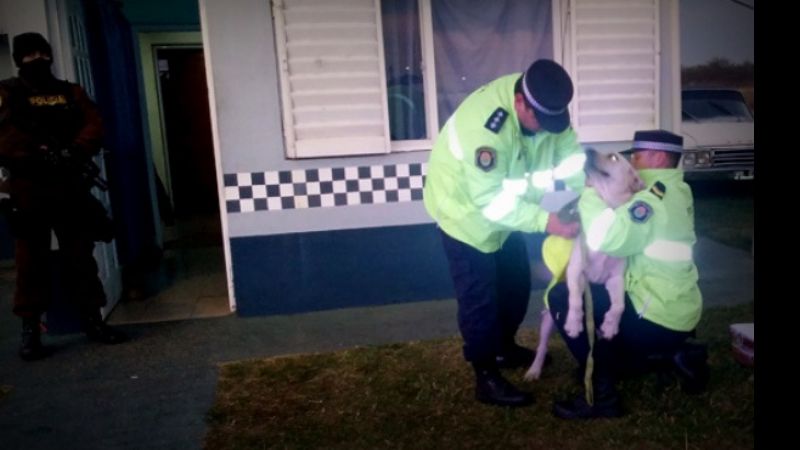Gracias a un perro, secuestraron seis toneladas de marihuana en la Ruta 18