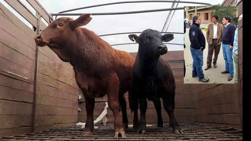 Seco gestionó la donación de dos toros Bragus a productores de El Rodeo