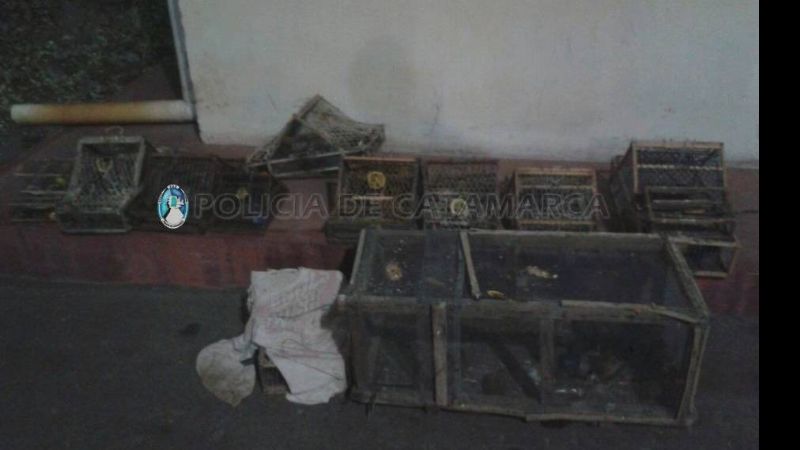 Secuestran tramperas y aves canoras en un puesto caminero de Ambato
