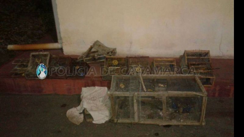 Secuestran tramperas y aves canoras en un puesto caminero de Ambato