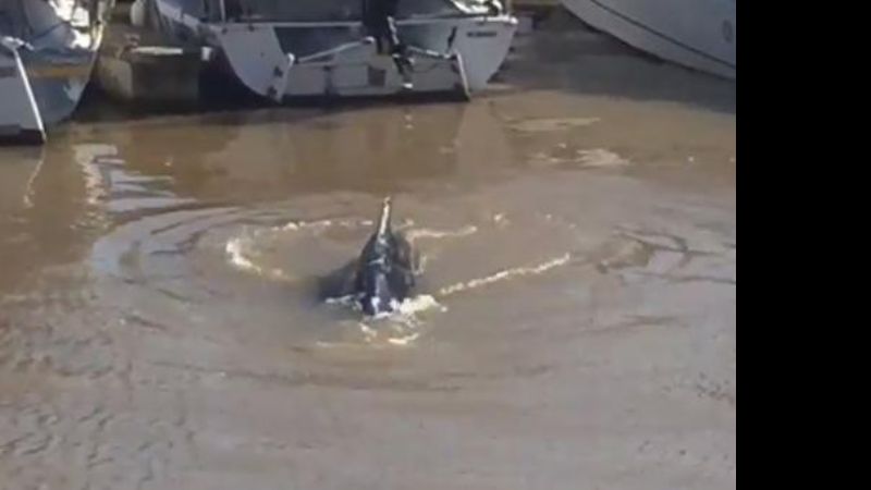 Sorpresa “porteña”: una ballena apareció en un dique de Puerto Madero