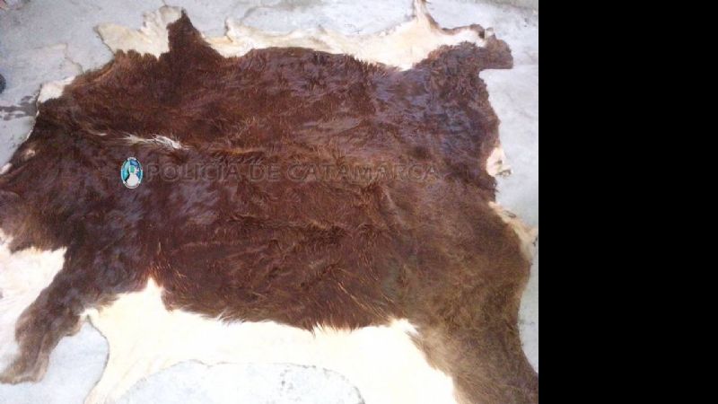 Sorprenden a un hombre faenando un animal vacuno en Capayán