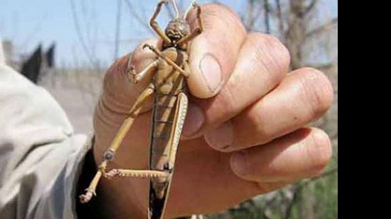 Invasión de langostas en El Alto