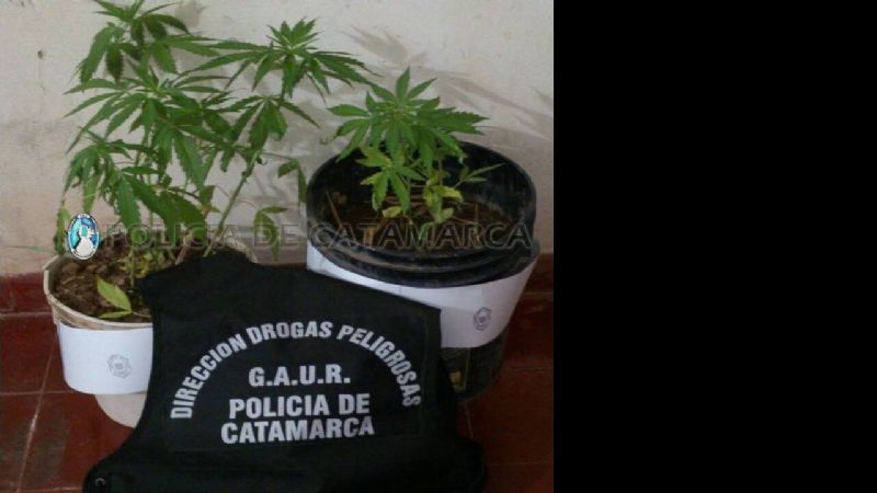 Secuestran plantas de marihuana en Belén