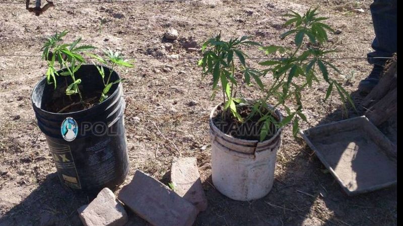 Secuestran plantas de marihuana en Belén