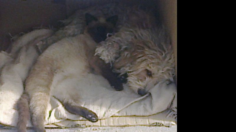 Se prolonga la campaña de vacunación antirrábica