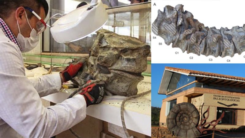 Descubren una nueva especie de dinosaurio saurópodo