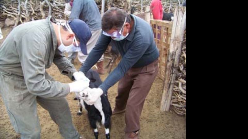 Se inició la segunda campaña de vacunación contra la brucelosis caprina