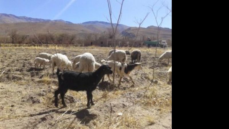 Se inició la segunda campaña de vacunación contra la brucelosis caprina