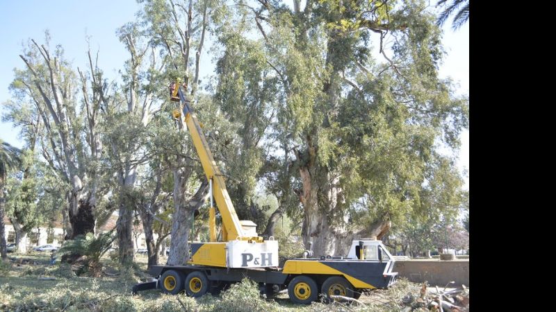 Podan los eucaliptos de La Alameda