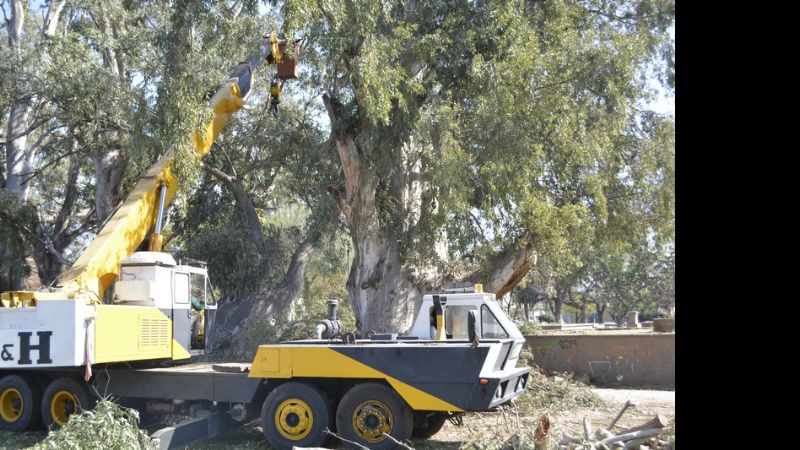 Podan los eucaliptos de La Alameda