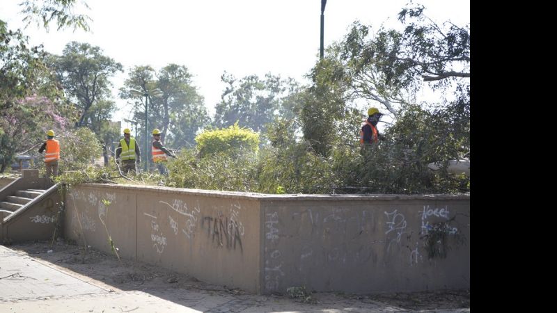 Podan los eucaliptos de La Alameda