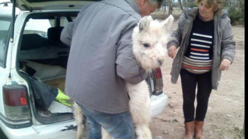 Llevaban dos llamas atadas en el baúl del auto, desde Catamarca a Santa Fe