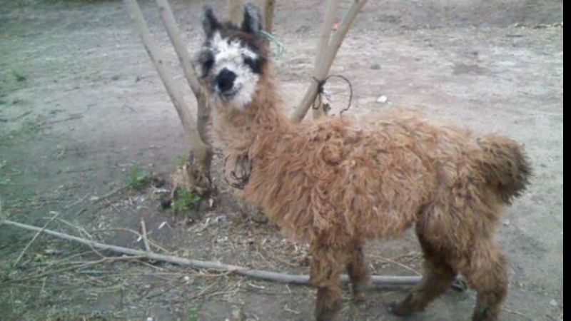 Llevaban dos llamas atadas en el baúl del auto, desde Catamarca a Santa Fe