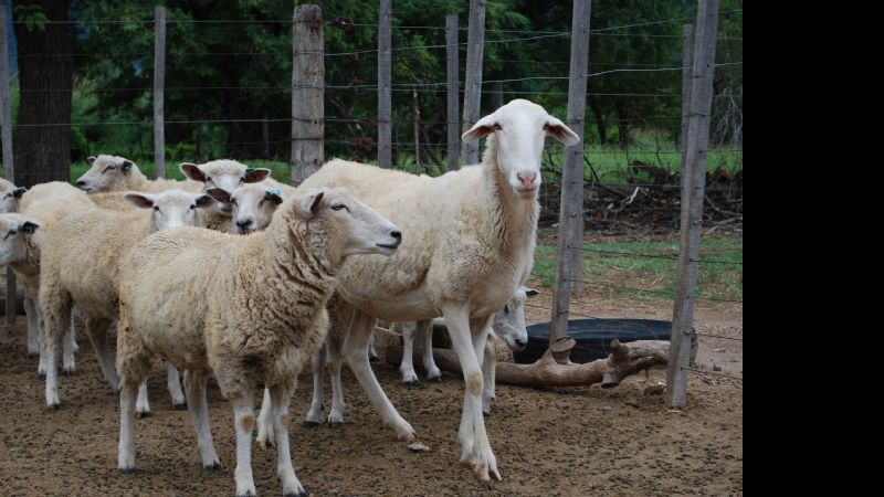 Capacitación en producción ovina de carne