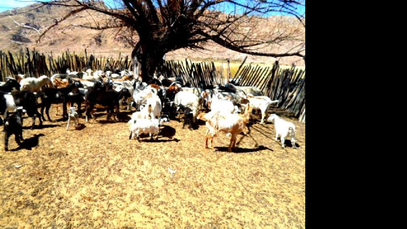 Exitosa campaña de vacunación en zona serrana